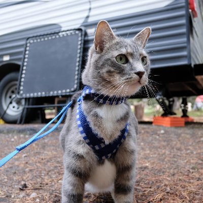 How to Leash Train a Cat: Your Complete Adventure Cat Guide image