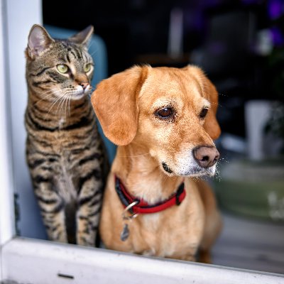 The 10 Questions You Must Ask Before Adopting a Dog or Cat image