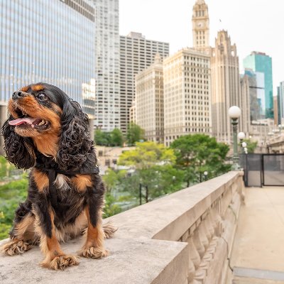 You Don't Need a Backyard to Be a Great Dog Parent: A Guide to Adopting in the City image